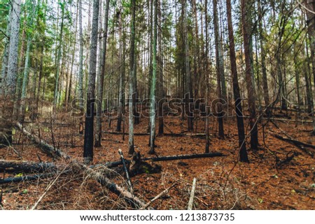 Pine forest after summer fire