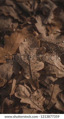 Leaves of an oak tree with dewdrops in autumn
