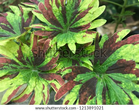 Close up of beautiful Coleus, Painted nettles leaves in garden