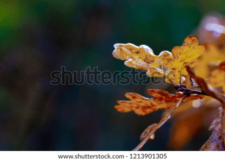oak leaves and dew drops, autumn background rain
