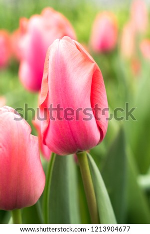 beautiful tulip flowers, perfect gift for mother's day in May