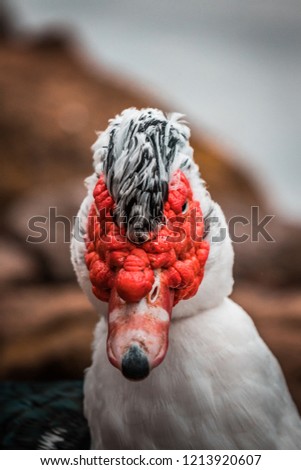 Beautiful Red Headed Muscovy duck (Cairina moschata), large angry bird native to Mexico, Central, and South America. Eye close up, vibrant colors, urban wildlife. City park with ponds and small lakes.