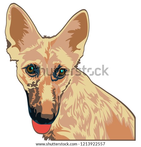 Yellow dog shepherd. Good face. Sticking out tongue