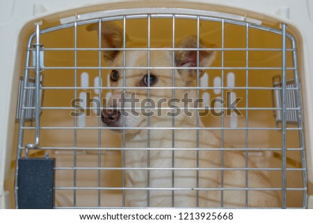 Mixed breed dog in a cage at the veterinary clinic