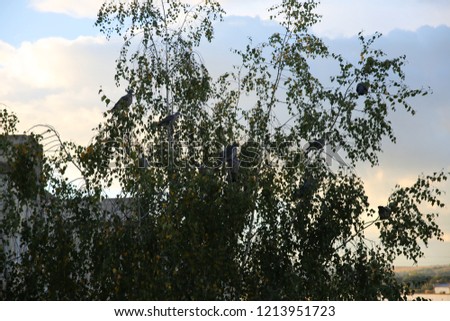 Birds sitting on the tree. City and nature landscape. Sunset sky.