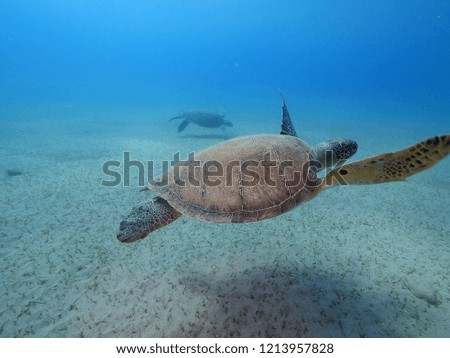 sea turtle underwater swim and eat in blue water sandy bottom 