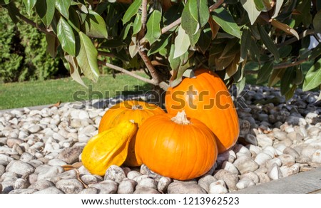 Autumn pumpkin picture with natural light