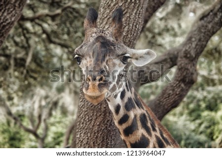 giraffe portrait facing forward with a funny expression on its face 