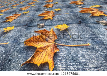 Yellow Mapel autumn leaves on the background a old wood  / Background for artwork and design