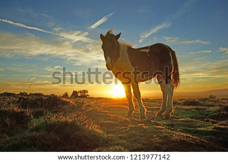 A beautiful lone chestnut pony looking at the camera at sunrise on Bodmin Moor, Cornwall, Uk