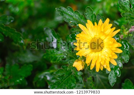 Flower of a yellow daisies with drops of rain on the background of a green leaf.