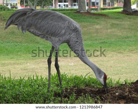 Close up photography of a single Florida sandhill crane, Antigone canadensis pratensis, on a rural lawn.