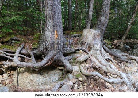 View of tree roots on bank of Hancock Branch river at Otter Rocks day use area along the Kancamagus Highway  in the White Mountain National Forest near Lincoln, New Hampshire.