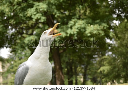 Macro photography of a screaming European herring gull, Larus argentatus, in a park with blurry trees in the background.