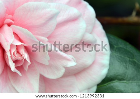 Pink rose. Closeup. Macro