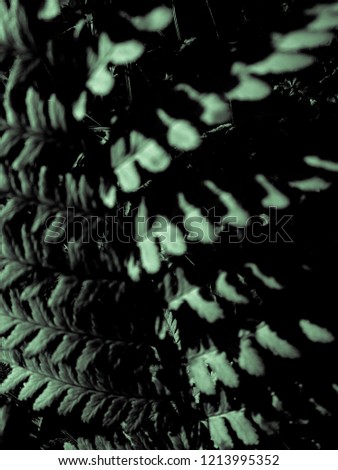 Abstract view of the dark fern plant