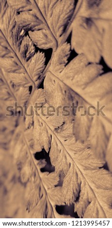 Fern plant texture abstract view