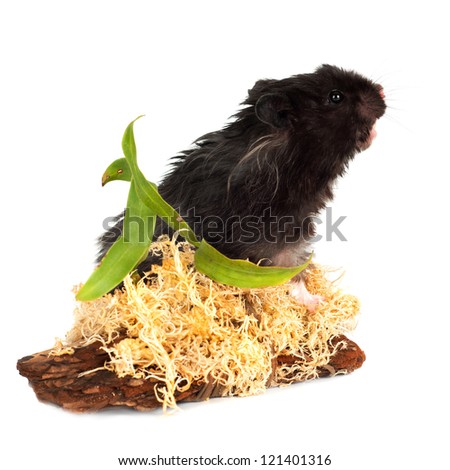 black hamster isolated