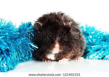 black hamster isolated