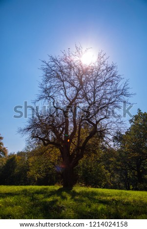 autumn sun in tree branches