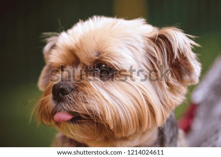 York terrier shows tongue, licked  closeup head macro happy