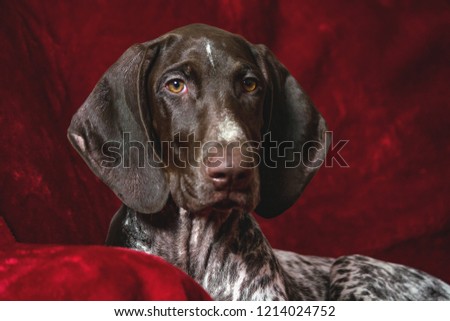 german shorthaired pointer, german kurtshaar one spotted puppy  lie on a dark red bedspread and look straight into the camera, yellow eyes, portrait, long ears, brown in a white spot