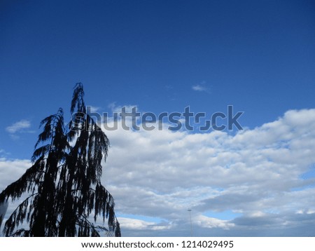 Lone pine tree among clouds and blue sky
