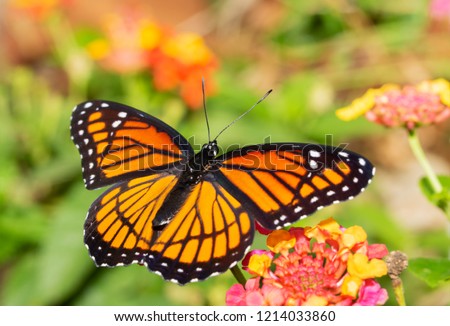Viceroy butterfly feeding on a Lantana flower in a fall garden