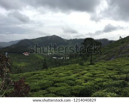 Tea plantation kothagiri 