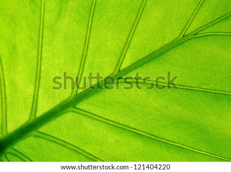 texture of a green leaf, close up picture
