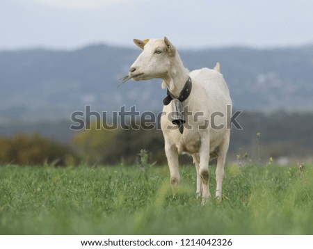 Spanish typical goat Royalty-Free Stock Photo #1214042326