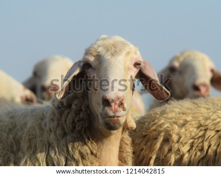 sheep from spain Royalty-Free Stock Photo #1214042815