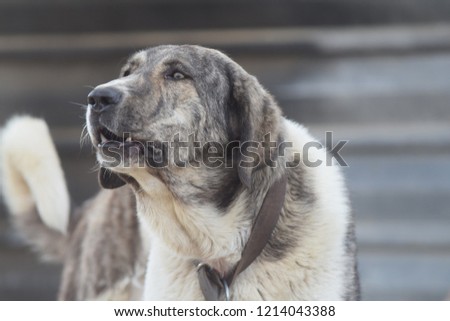 shepherd dog mastin Royalty-Free Stock Photo #1214043388
