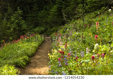 wildflowers are blooming on the trail at
 Naches peak loop trail, Mount rainier National park, Washington. 