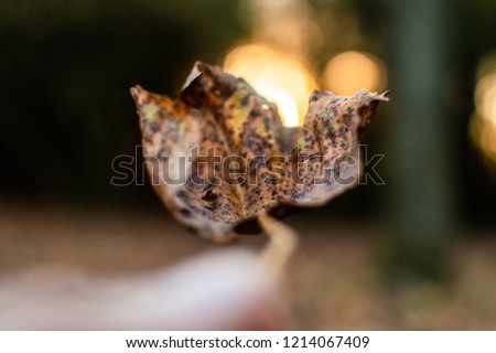 Close up picture of autumn leaves