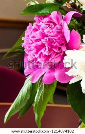 Side View of a Stunning Hot Pink Peony for a Summer Party