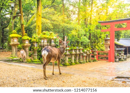 Wild deer in Nara Park in Japan. Deer are symbol of Nara's greatest tourist attraction. On background, red Torii gate of Kasuga Taisha Shine one of the most popular temples in Nara City. Royalty-Free Stock Photo #1214077156