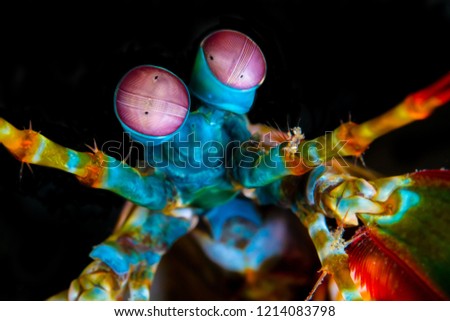 Peacock mantis shrimp Royalty-Free Stock Photo #1214083798
