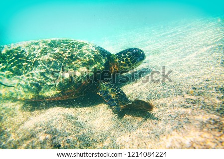 Green turtle underwater photography in Hawaii - marine wildlife animal swimming in turquoise water - environment conservation , eco-friendly.