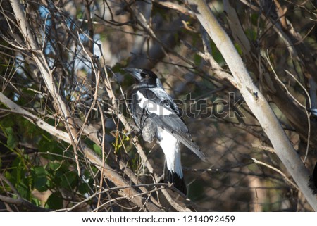 A  small  newly feathered  black and white  juvenile Australian magpie cracticus tibicen is perching on a eucalypt tree branch on a sunny afternoon in mid winter carolling sweetly.
