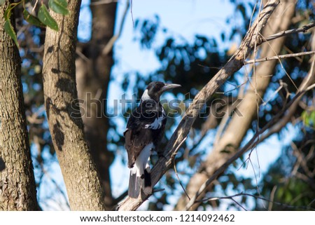 A  small  newly feathered  black and white  juvenile Australian magpie cracticus tibicen is perching on a eucalypt tree branch on a sunny afternoon in mid winter carolling sweetly.