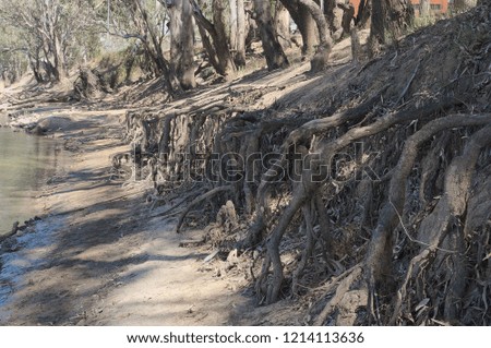 Tree roots in a drying river in a drought with trees in the background