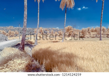 Paddy field against a backdrop of palm trees and a boulder strewn hill under a blue sky