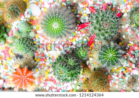 Flat lay of small cactus.Colorful of its are beautiful and suitable for use as a decorative garden.Or arranged to decorate the dining table or desk as well.Pictures ideal  for  magazines or websites.