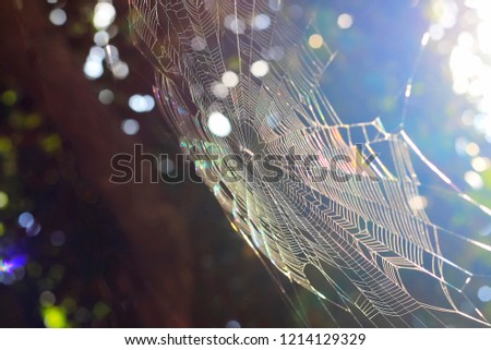 The spider web with sunlight on the back is a beautiful natural bokeh.