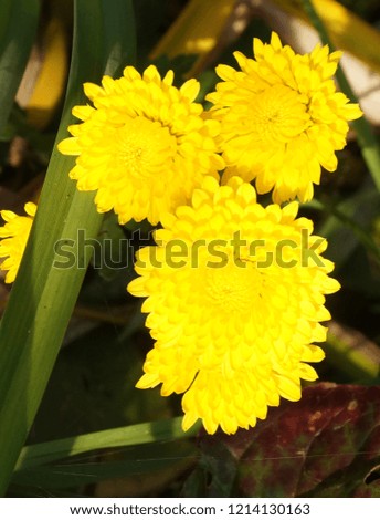 There are some yellow flowers, chrysanthemum, yellow daisy with water drops in the morning in the garden.