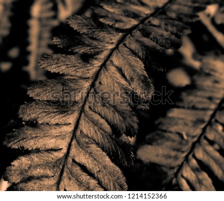 Dark and mystical view of a fern