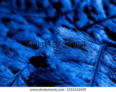 Blue leaves of fern in the night