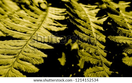 Golden leaves of fern in the night