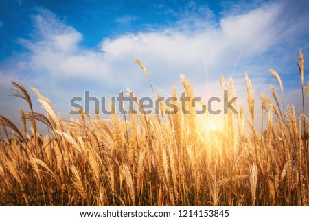 Grassland. Wild grass in the morning sunlight. ideal use for background. natural background